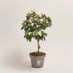 Зображення товару Азалія мікс штам, артикул: 24758