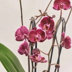 Зображення товару Фаленопсис каскад 2ст. мікс, артикул: 18513
