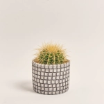 Зображення товару Кактус мікс в кер., артикул: 56882