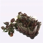 Зображення товару Антуріум Чоколет, артикул: 54169