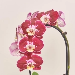 Зображення товару Фаленопсис каскад 1ст. мікс, артикул: 19289