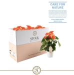 Зображення товару Антуріум Оранж Чемпіон, артикул: 57164