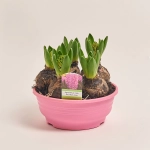 Зображення товару Гіацинт мікс, артикул: 53274