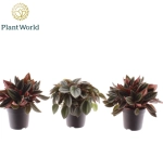 Зображення товару Пеперомія мікс, артикул: 53317