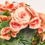 Зображення товару Бегонія мікс, артикул: 18662