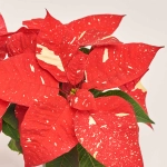 Зображення товару Пуансетія Супер Глітер, артикул: 52756