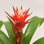 Зображення товару Гузманія Хоуп в кер., артикул: 52247