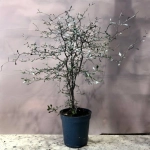 Зображення товару Корокія Котонестер, артикул: 18413