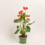 Зображення товару Антуріум Мадурал, артикул: 18129