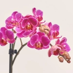 Зображення товару Фаленопсис Мф 2ст. в кер, артикул: 38133