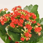 Зображення товару Каланхоє мікс, артикул: 25739