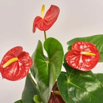 Зображення товару Антуріум Роял Чемпіон, артикул: 25850