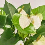 Зображення товару Антуріум та Кашпо Сет 521, артикул: 55085