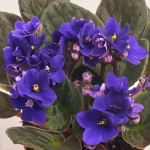 Зображення товару Сенполія мікс, артикул: 18381