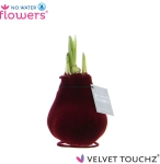 Зображення товару Амариліс "Вельвет Тач" Бордо, артикул: 54369
