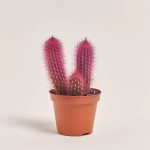 Зображення товару Кактус Рейнбов, артикул: 5912