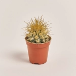 Зображення товару Ехінокактус Рейнбов новорічний мікс, артикул: 53322