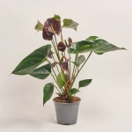 Зображення товару Антуріум мікс, артикул: 1174