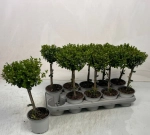 Зображення товару Мірсіна Африкана штамб., артикул: 56895