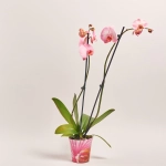 Зображення товару Фаленопсис фарб. 2ст. рожевий, артикул: 13552