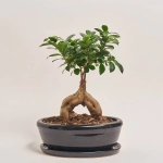 Зображення товару Фікус мікрокарпа Гінсенг в кер., артикул: 55185