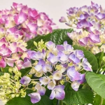 Зображення товару Гортензія фіолетова 7ст., артикул: 14632