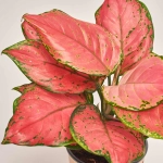 Зображення товару Аглаонема Ред Валентайн, артикул: 52721