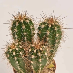 Зображення товару Кактус мікс, артикул: 53330