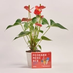 Зображення товару Комбо Love edition, артикул: 42554