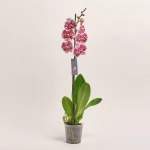 Зображення товару Фаленопсис 1ст. мікс, артикул: 49935