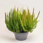 Зображення товару Калуна Скайфайв, артикул: 52521