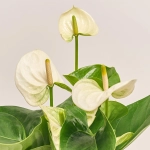 Зображення товару Антуріум Сіерра Вайт, артикул: 53688