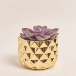 Зображення товару Сукулент мікс, артикул: 41177