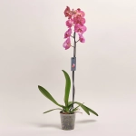Зображення товару Фаленопсис 1ст. мікс, артикул: 18850