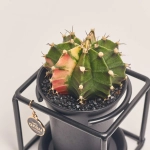 Зображення товару Гімнокаліциум Варієгатний "Дизайн Флейм" в метал. рамці, артикул: 54802