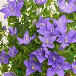 Зображення товару Кампанула, артикул: 19042