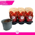Зображення товару Півонія Лактифлора, артикул: 57510