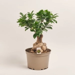 Зображення товару Фікус мікрокарпа Гінсенг, артикул: 55296