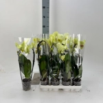 Зображення товару Фаленопсис каскад 1ст. жовтий, артикул: 56457