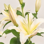 Зображення товару Лілія біла, артикул: 52201