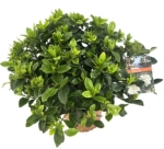 Зображення товару Гарденія, артикул: 57155