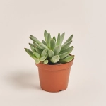 Зображення товару Ехеверія мікс, артикул: 38516