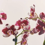 Зображення товару Фаленопсис 3ст. мікс, артикул: 23152