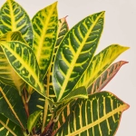 Зображення товару Кротон Петра, артикул: 34648