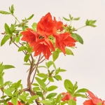 Зображення товару Бонсай в кер., артикул: 17924