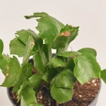 Зображення товару Шлюмбергера мікс, артикул: 1308