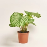 Зображення товару Калатея мікс, артикул: 56848
