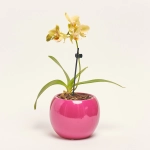 Зображення товару Фаленопсис міні 1ст. в кер., артикул: 50231