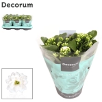 Зображення товару Каланхоє біле Decorum, артикул: 57221