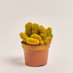 Зображення товару Кактус Рейнбов, артикул: 4792